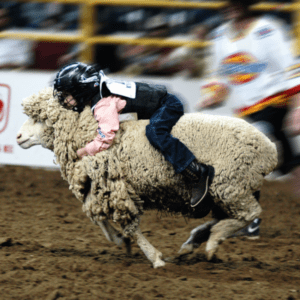 Rodeo Mutton Bustin